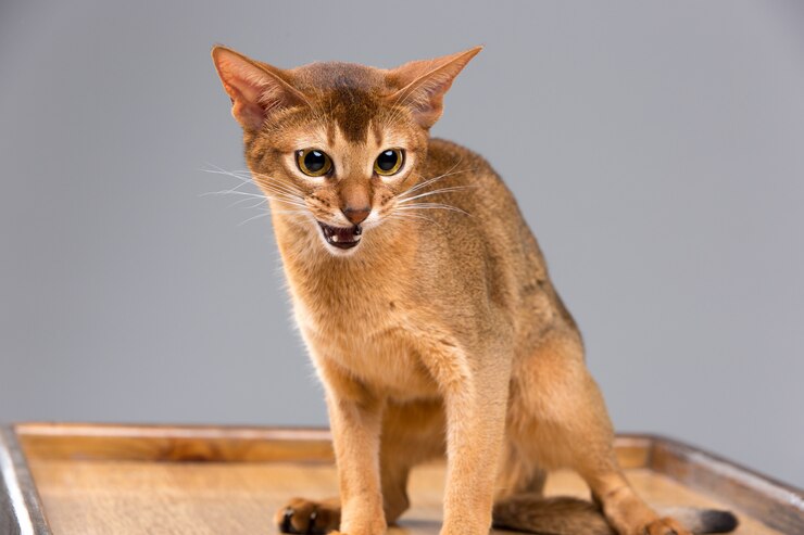 Abyssinian Cat