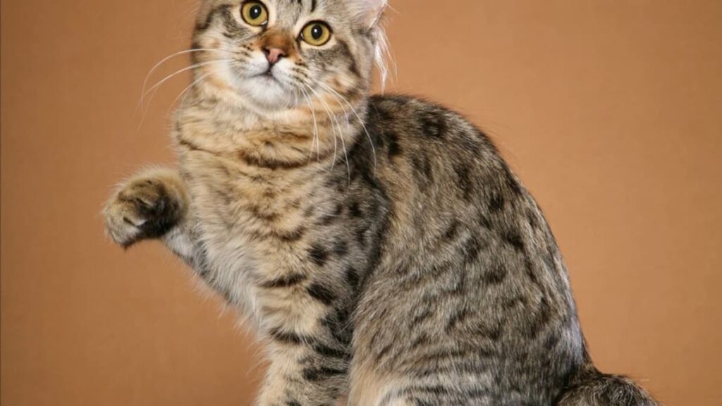 American Bobtail