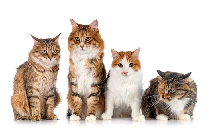 Cat Breeds | Know 15 Types Of Cats Breeds For Every Family