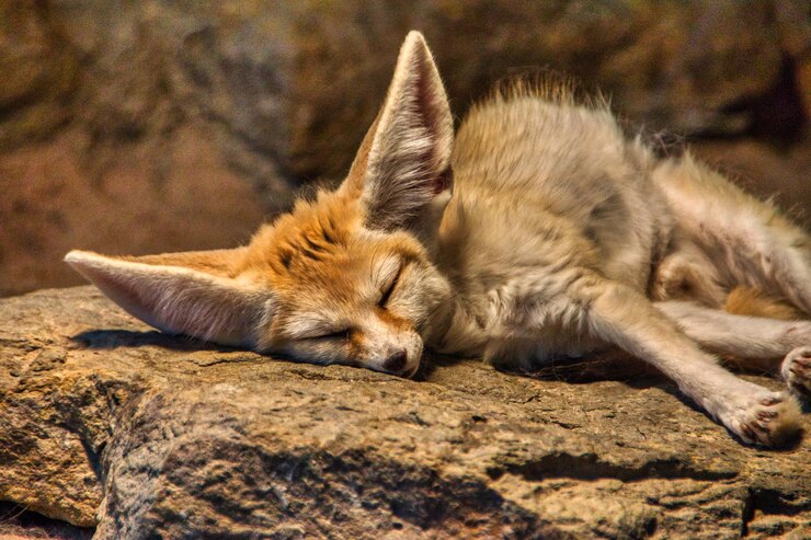 Fennec Fox