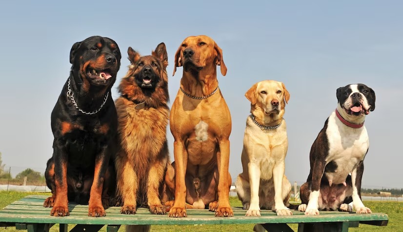 Indian Dog Breeds