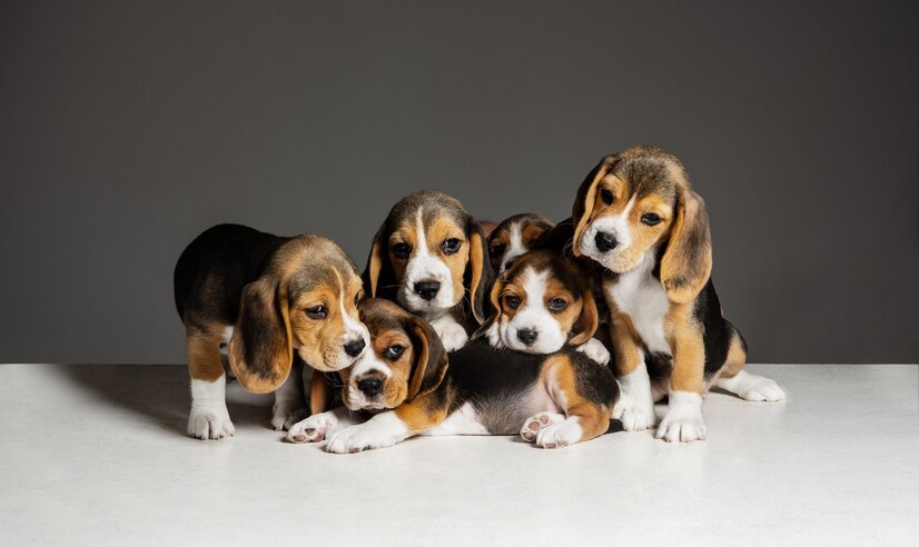 Mix Beagle