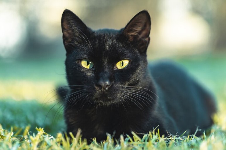 Owned By A Tuxedo Cat? Here Are Surprising Facts You’ll Love