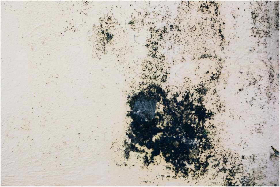 What Are the Common Causes of Mold Growth at Your Home?