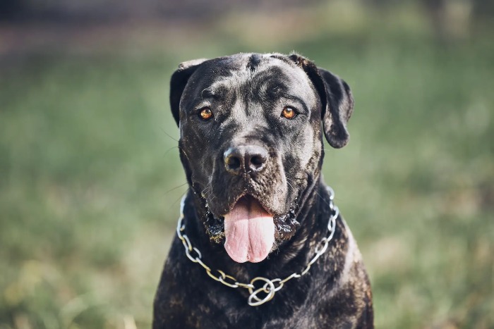 Cane Corso In History