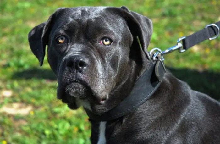 Cane Corso: Its Physical and Behavioral Characteristics