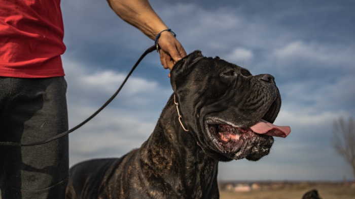 The Cane Corso’s Role As A Guardian Dog