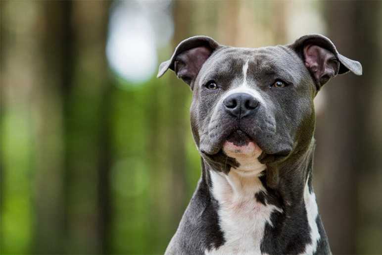 5 Strongest Dog Breeds With Bit Force Like Pitbull 